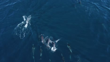 bird's eye view of a dolphin pod