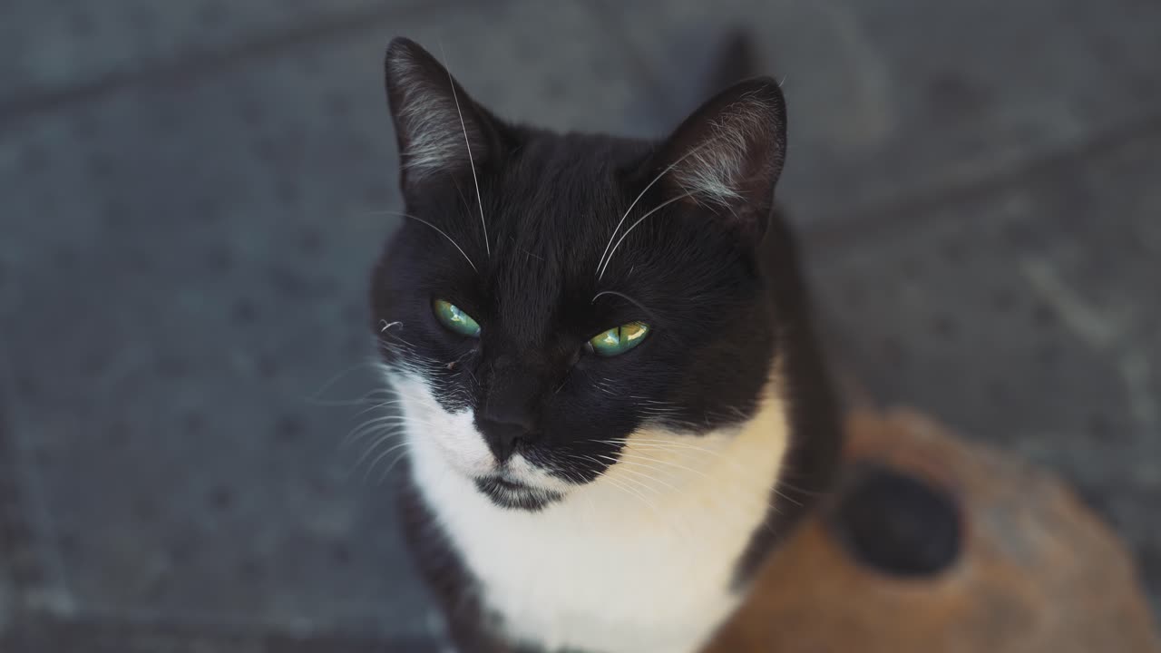 Un adorabile, bellissimo gatto selvatico randagio osserva con i suoi curiosi occhi verdi, ripreso in primo piano con sfondo sfocato e caldi raggi di sole in un pigro pomeriggio.
