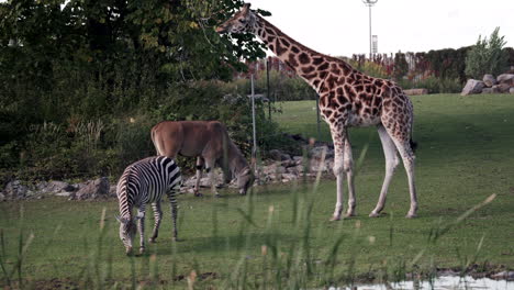 Beautiful-herbivores-feeding-on-lush-green-grass-In-Granby-Zoo,-Quebec,-Canada---Close-up