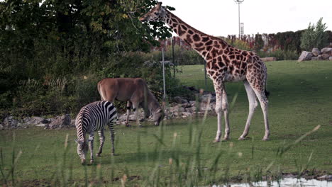 hermosos herbívoros alimentándose de exuberante hierba verde en el zoológico de granby, quebec, canadá - cerrar