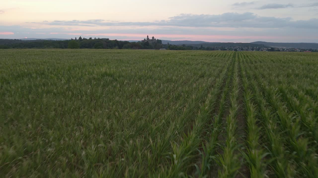 Fast low-flying reverse drone flight over a corn field in germany