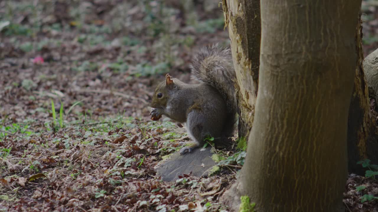 Close up of squirrel sitting in grass holding hazelnut with tiny paws nibbling gently soft fur visible in detail natural behavior calm atmosphere surrounded by trees and sunlight filtering through