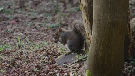 close up of squirrel sitting in grass holding hazelnut with tiny paws nibbling gently soft fur visible in detail natural behavior calm atmosphere surrounded by trees and sunlight filtering through