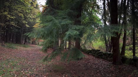 Hojarasca-Profunda-Bajo-Un-Denso-Rodal-De-Coníferas,-Principalmente-Tsuga-Occidental-Y-Haya-Caducifolia---Bosque-De-Cropton,-North-Yorkshire,-Inglaterra