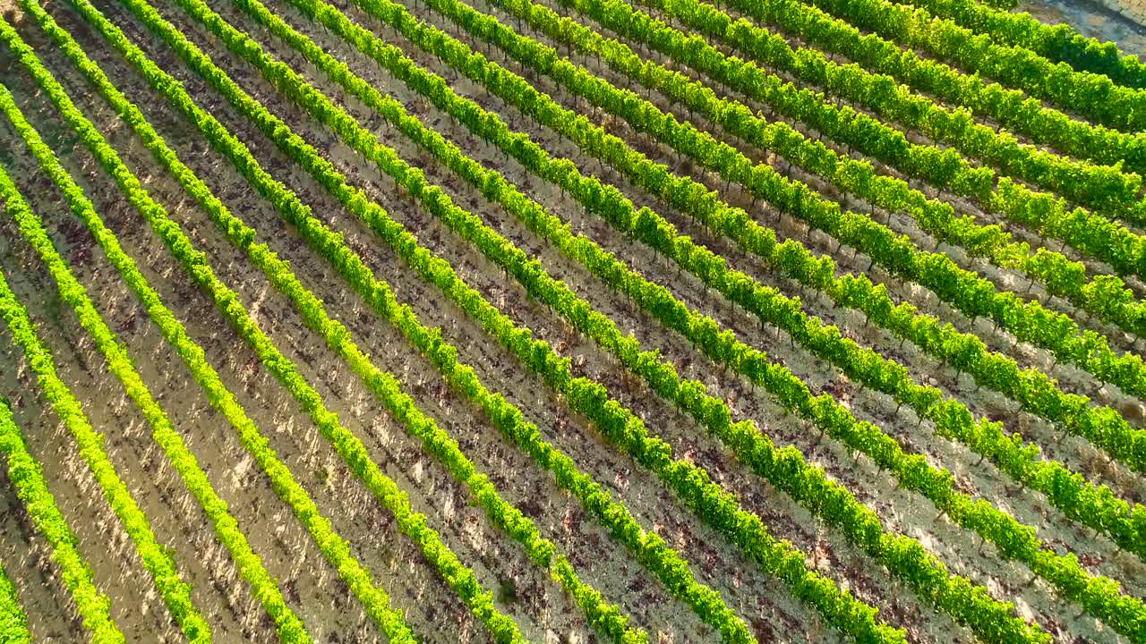 Filmato aereo con drone di vigneti, filari di viti verde dorato a Koilani, Limassol, Cipro
