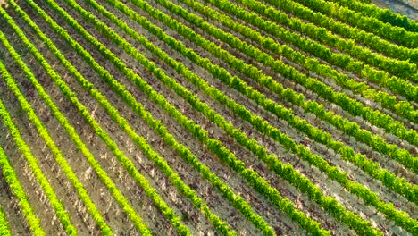Aerial-drone-footage-of-vineyards,-golden-green-grape-field-rows-in-Koilani,-Limassol,-Cyprus