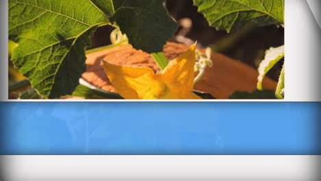 animación de formas azules y blancas en primer plano de la calabaza