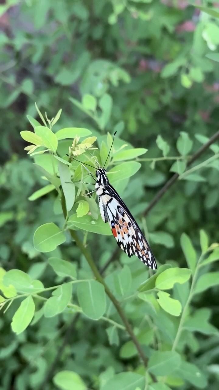 Farfalla colorata posata su fogliame verde nella natura