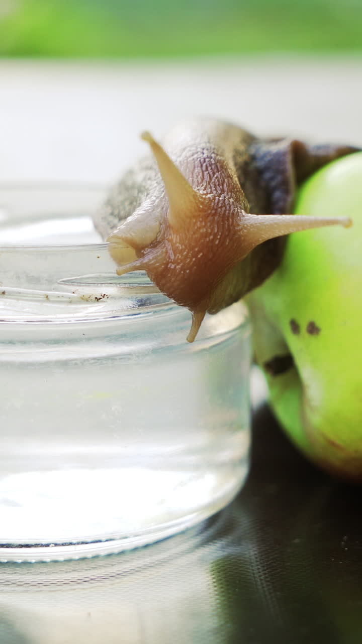 Lumaca seduta su un bicchiere con acqua. Lumaca gigante africana di terra (Achatina fulica) che mangia una mela. Video verticale.