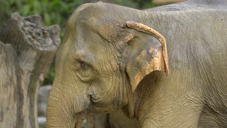 elefante joven de cerca en el zoológico de singapur día lluvioso