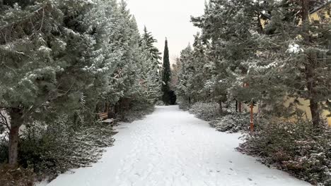 Solo-Un-Ciprés-En-Las-Nevadas-Invernales-En-La-Cultura-De-Irán-Vista-Y-Paisaje-Simétrico-En-Un-Jardín-Persa-En-El-Paisaje-De-La-Ciudad-En-Teherán-Pinos-Arbustos-Locales-árboles-Pinos-Cubiertos-Por-Fuertes-Nevadas