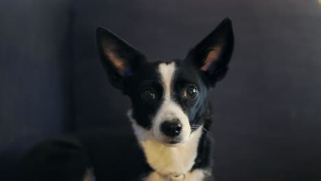 Portrait-of-a-dog