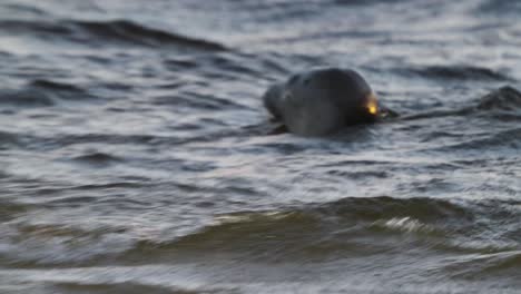 Seal-In-Choppy-Waters-And-Diving