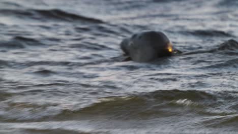 seal in choppy waters and diving