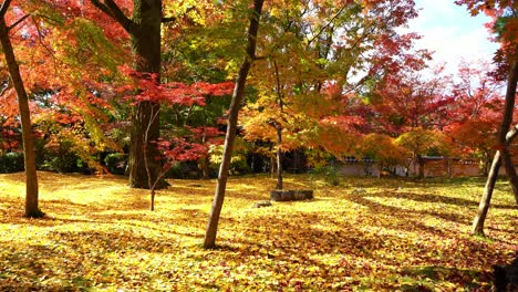 beautiful autumn landscape background with yellow and red trees leaves and sunny autumn day. colorful foliage falling leaves natural tree forest, fallen leaves, fall autumn park in kyoto, japan.