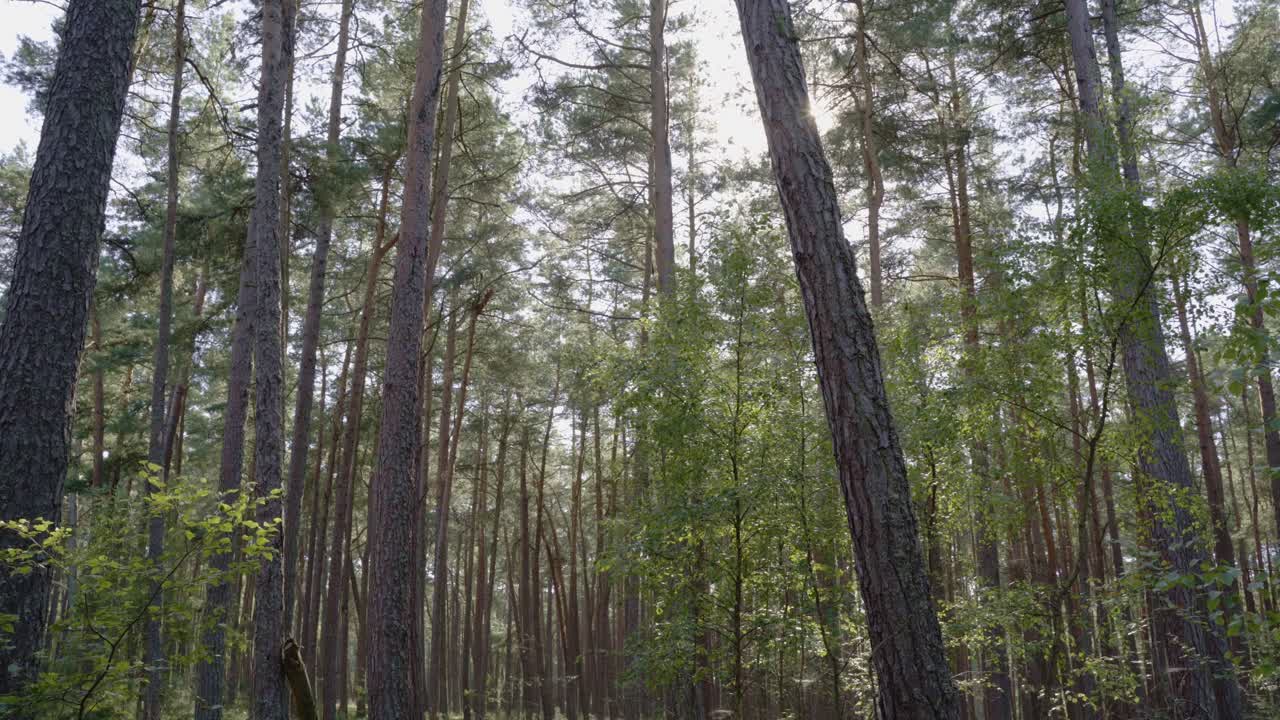 Deep green forest on a 70mm lens with compression and bokeh