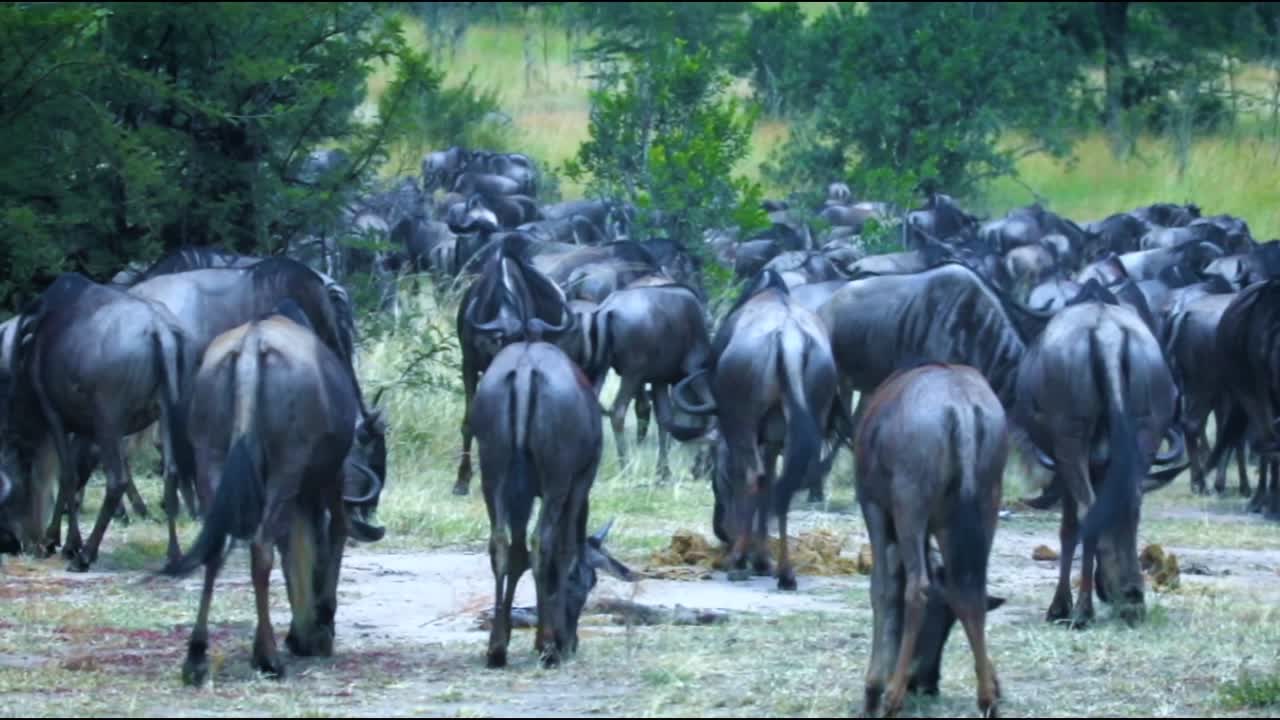CLOSE UP: Spectacular great annual wildebeest and zebra migration in Serengeti, Tanzanian. Animals grouping in herds on arid grassland to start a long journey through the African Savannah wilderness.