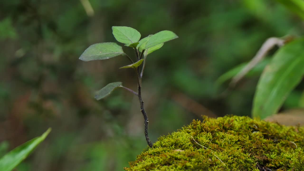 Green plant growing from moss