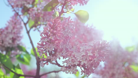 Pink-tree-sakura-flowers-blossoming-against-sun.-Sunlights-falling-on-sakura.