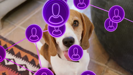 network of user icons animation over beagle dog sitting indoors