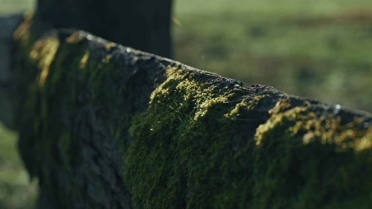 close up of a moss covered rustic wooden fence in morning light at Lonjsko Polje Krapje