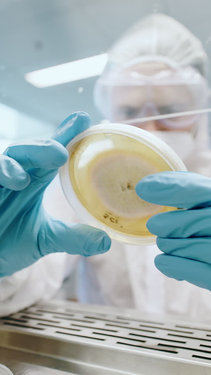 Scientist examining fungal culture in petri dish