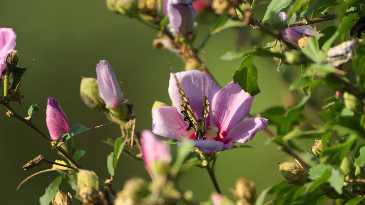 papilio xuthus, mariposa asiática de cola de golondrina, mariposa china de cola degolondrina amarilla que se alimenta de la flor del hibisco común y se aleja