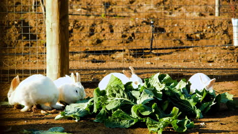 Bunch-of-white-bunny-rabbits-feeding-on-fresh-greens-in-enclosure-in-morning-sun