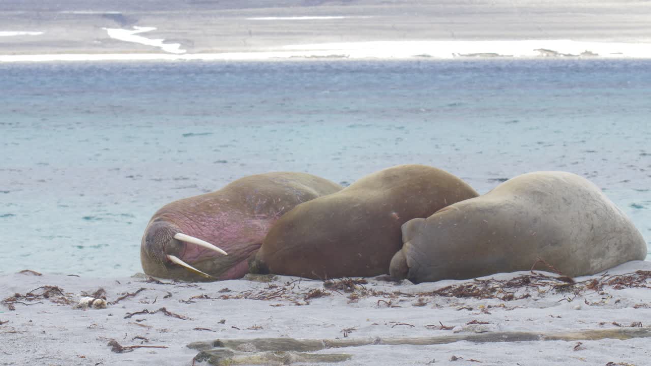 스피츠베르겐 해변 에 누워 있는 해파리
