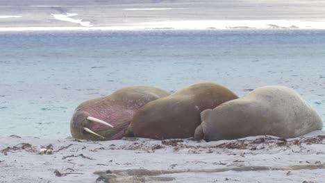 la morsa acostada en la playa de spitsbergen