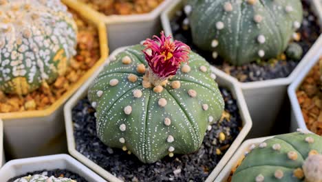 a vibrant cactus flower blooms among various cacti in a greenhouse, showcasing nature's beauty and diversity