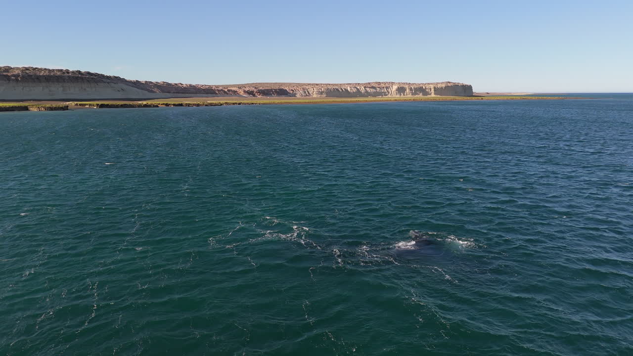 A whale on the coast during breeding season drone aerial view. Puerto Madryn Patagonia.