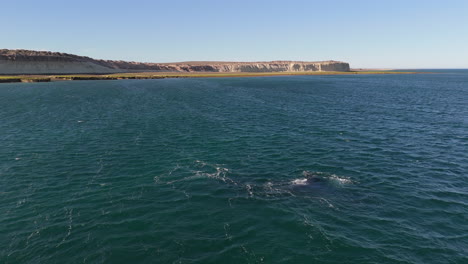 a whale on the coast during breeding season drone aerial view. puerto madryn patagonia.