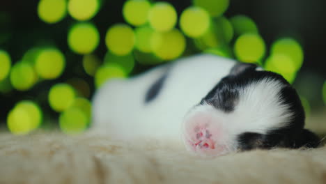 cachorro recién nacido duerme contra un telón de fondo de decoraciones navideñas 04