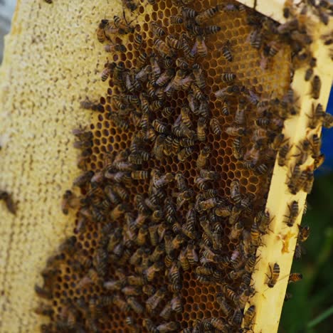 honey bee brood roaming over the honey frame. bee keeping farm on harvesting season. close up