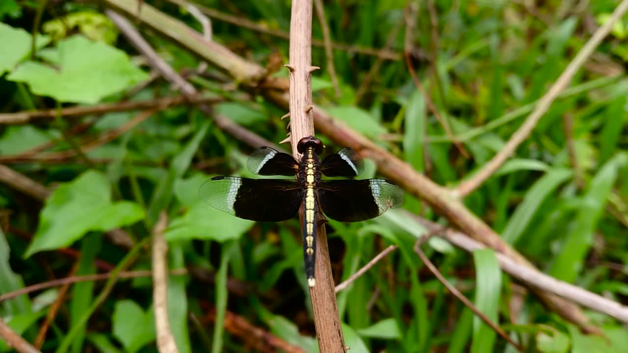 Experience the beauty of the Pied Paddy Skimmer (Neurothemis tullia) dragonfly in its natural habitat in Sri Lanka.