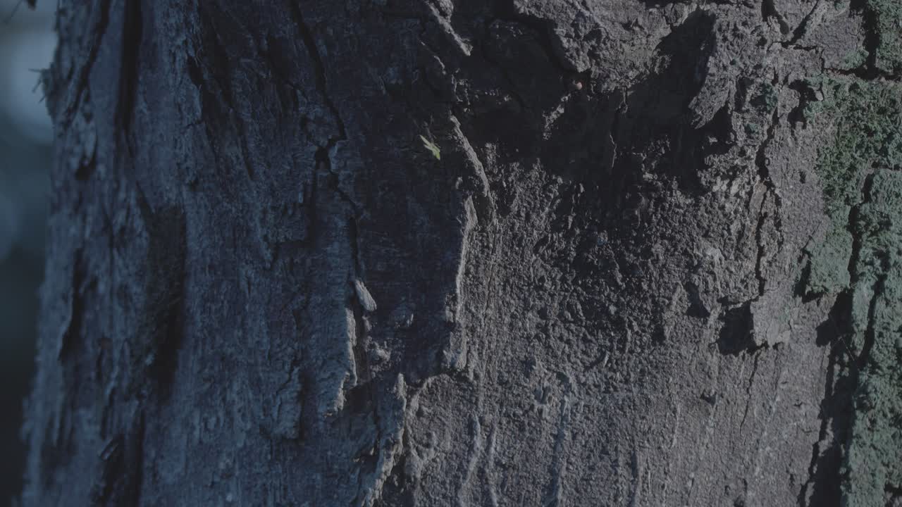 hormiga cortadora de hojas en el tronco de un árbol caminando en movimiento