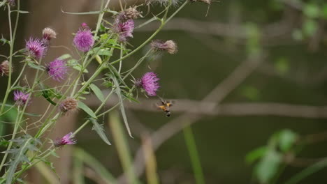 Pequeño-Colibrí-Alimentándose-De-Una-Flor-Morada---Cámara-Lenta