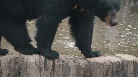 oso negro americano caminando por la cuenca de roca en el bosque