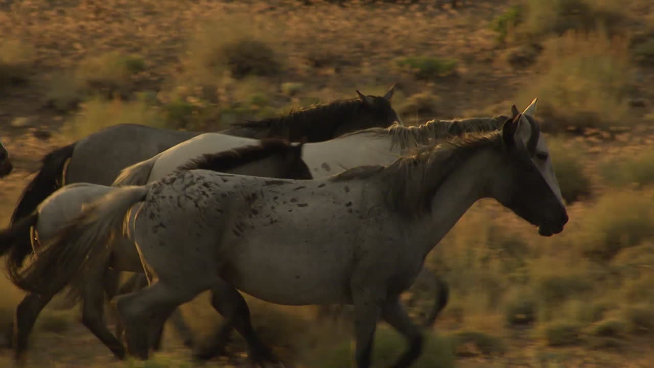 una antena de caballos salvajes al trote