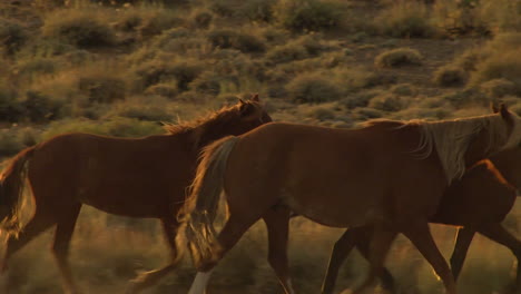 una antena de caballos salvajes al trote