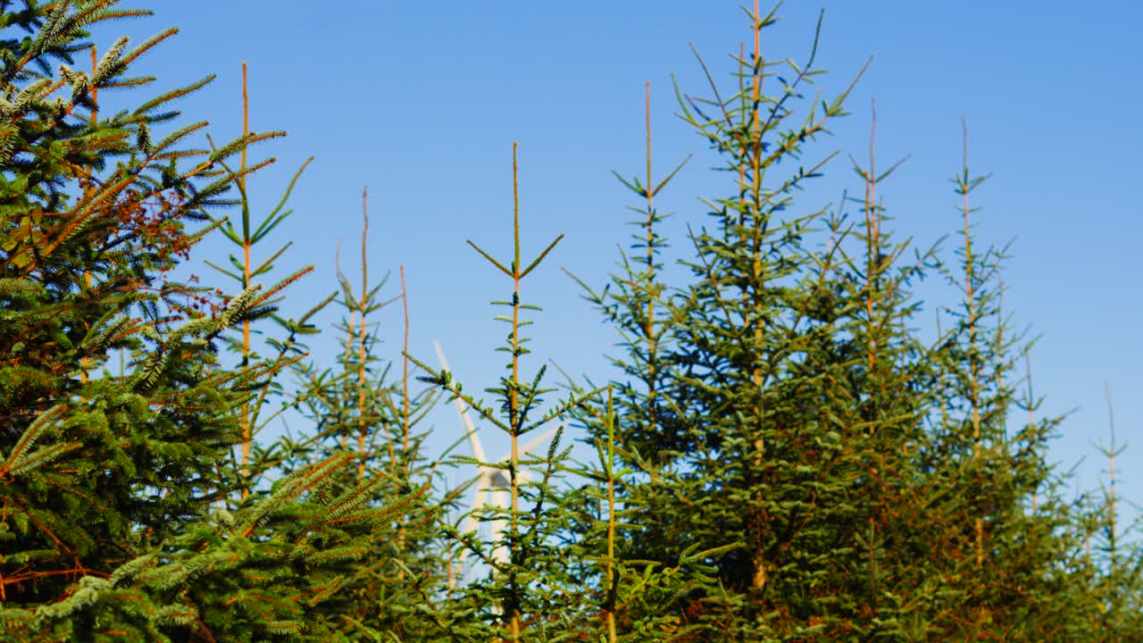 Christmas Nordmann Fir Trees Ready for Xmas Holidays. Wind Turbine in Background. Panning Shot. Nature Environment Green Seasonal Clip