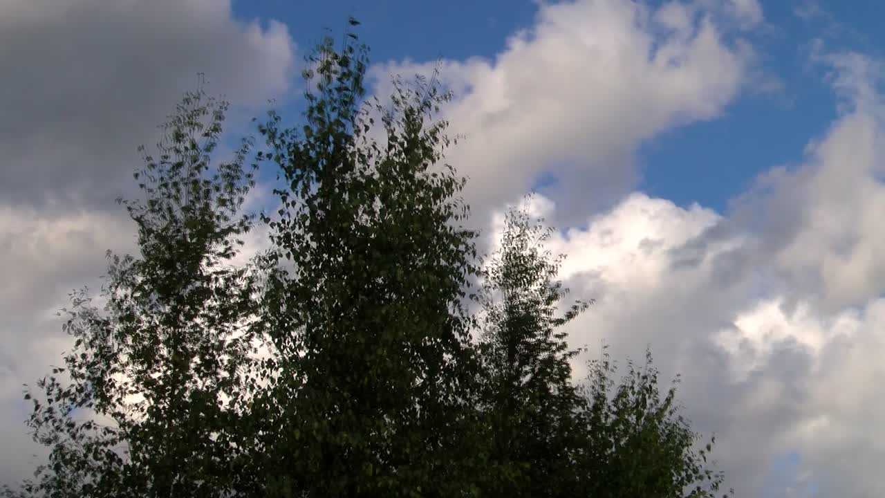Birch leaves move in the wind and clouds fly fast, time lapse