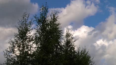 birch leaves move in the wind and clouds fly fast, time lapse