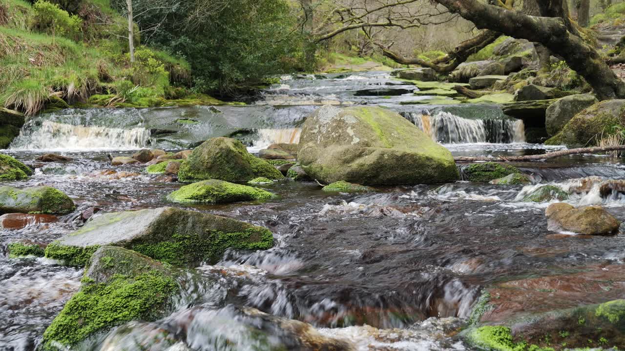 cascada de arroyo de bosque en movimiento lento, escena de serenidad de la naturaleza con piscina tranquila debajo, vegetación exuberante y piedras cubiertas de musgo, sensación de paz y belleza intacta de la naturaleza en el ecosistema forestal