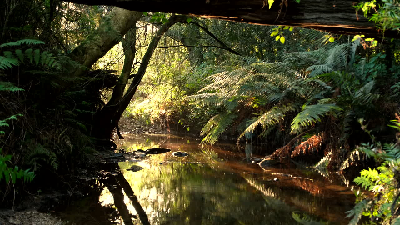 Serene babbling brook through verdant pristine rainforest at sunset