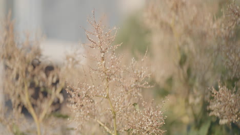 close-up of a light beige plant