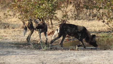 two endangered african wild dogs drinking water at a shallow pool in khwai, botswana