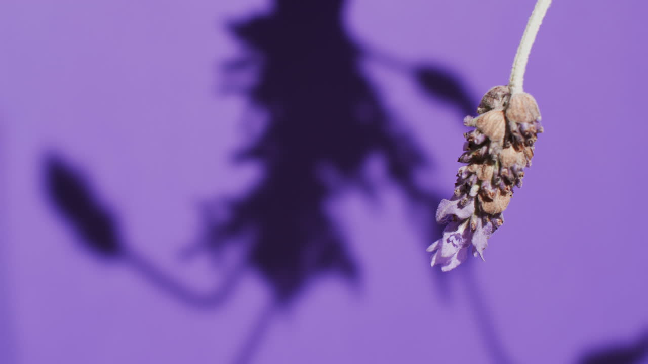 Video di fiori e foglie di lavanda con spazio per il testo su sfondo viola