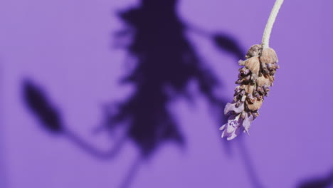 video de flores y hojas de lavanda con espacio de copia sobre fondo púrpura